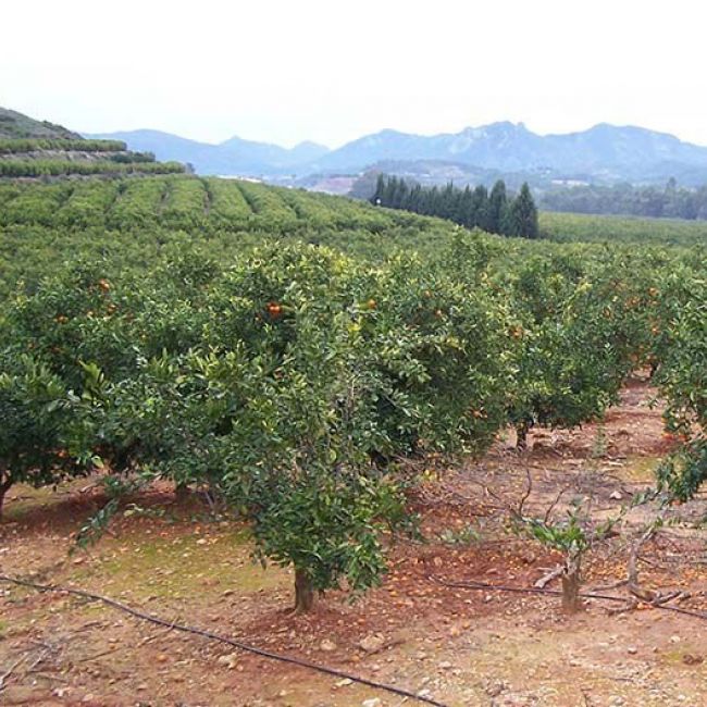 empresas de agricultura en Castellón