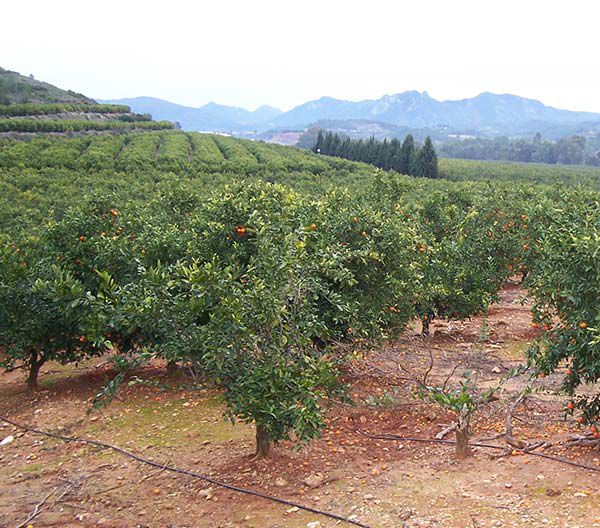 empresas de agricultura en Castellón