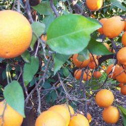 Naranjos con fruto