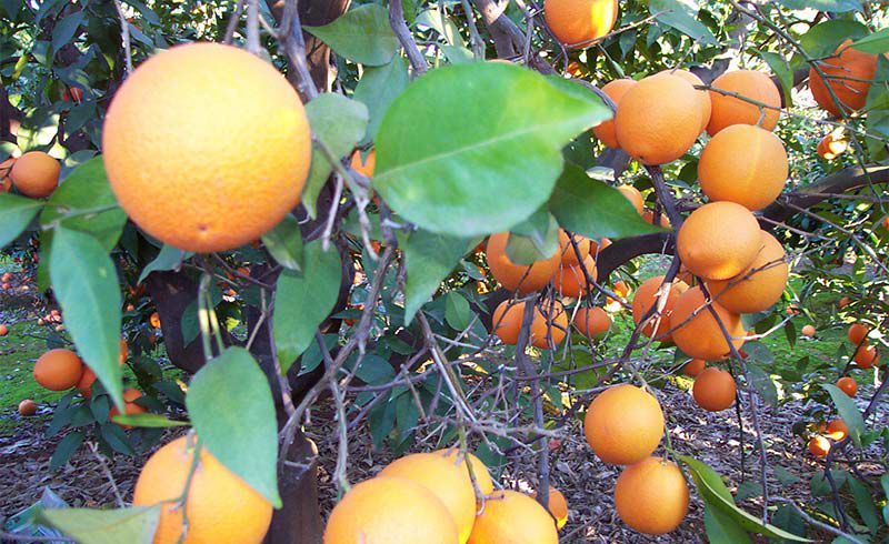 Naranjos con fruto