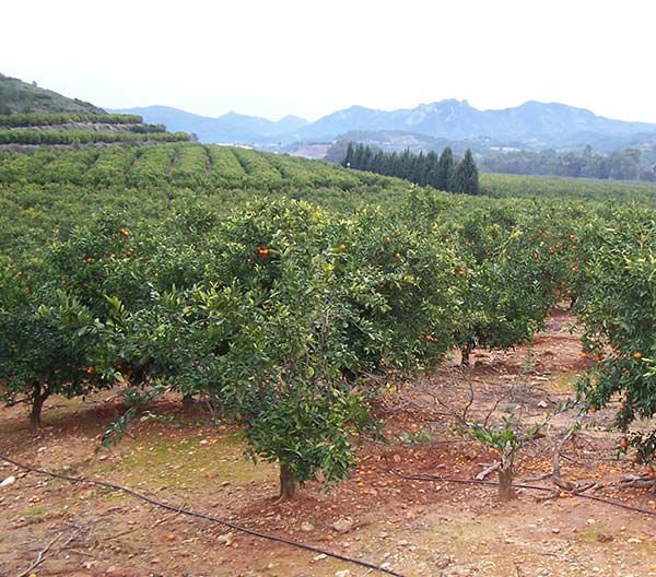 Servicios de agricultura